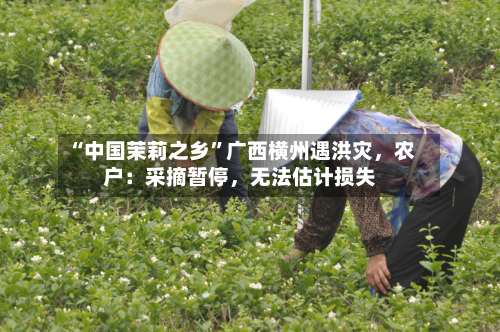 “中国茉莉之乡”广西横州遇洪灾	，农户：采摘暂停，无法估计损失-第2张图片